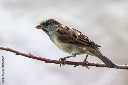 Sparrow bird perched sitting on tree branch. House sparrow male songbird (Passer domesticus) sitting singing on dried brown wood branch with brown out of focus background. Sparrow bird wildlife scene