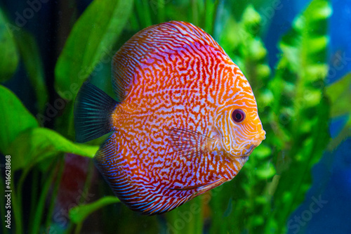Super Pigeon Snakeskin Discus, tropical freshwater fish.