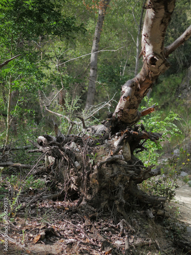 Uprooted trunk in a forest. Roots of a tree uprooted by the wind in wild nature.