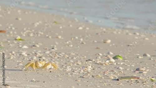 ghost crab feeding with claws amonst sandy beach full of shells photo