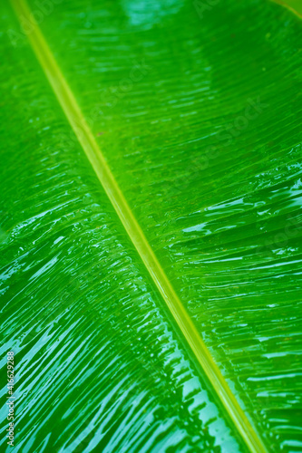 Raindrops on a green leaf of a banana tree in the garden after the rain