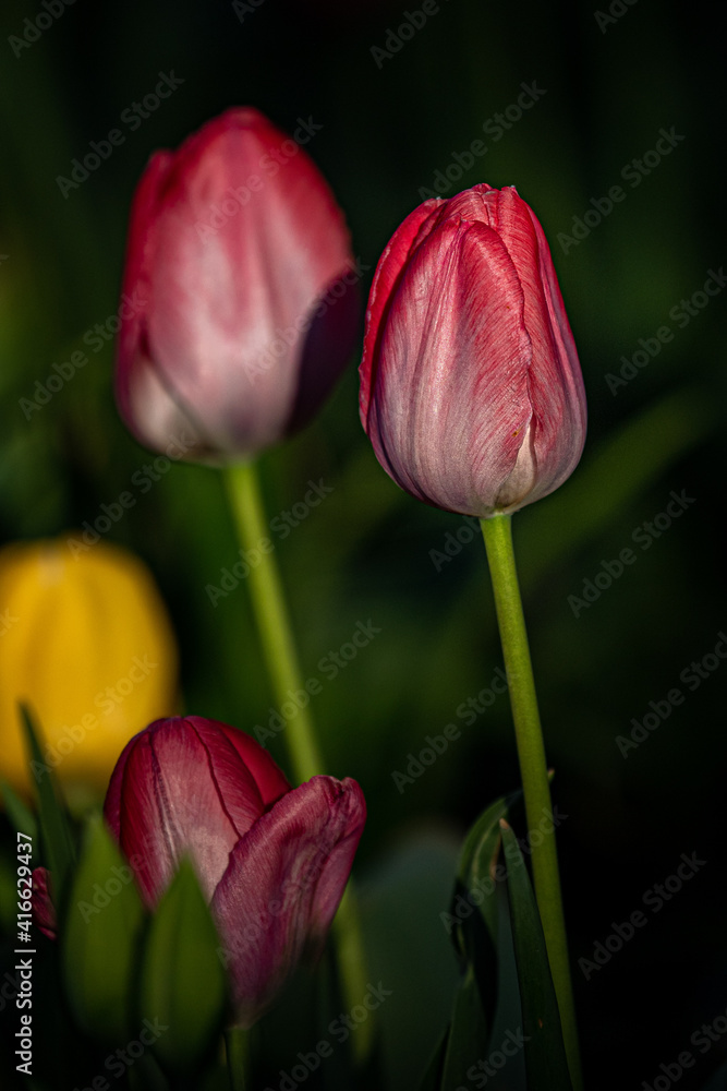 Obraz premium Flowers