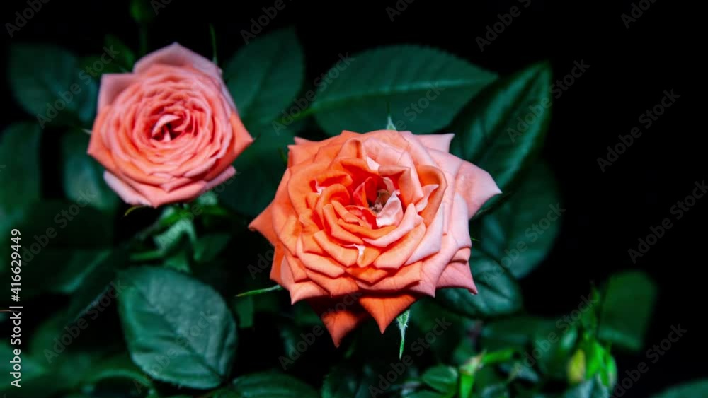 Timelapse of Orange Pink Rose Growing Blossom from Bud to Big Flower on Green Leaves background. Romantic Symbol of Red Rose. Bicolor Flower Opens in Time Lapse Timelapse of Orange Pink Rose Growing Blossom from Bud to Big Flower on Green Leaves background. Romantic Symbol of Red Rose. Bicolor Flower Opens in Time Lapse