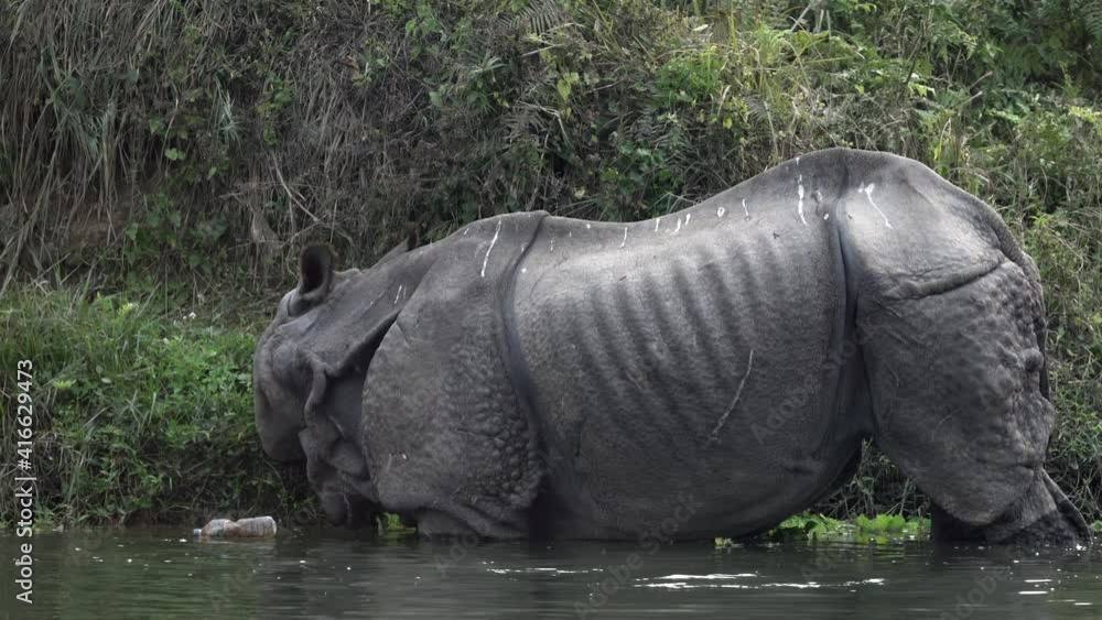 A wild one horned rhino eating aquatic plants in Chitwan National Park in Nepal. A wild one horned rhino eating aquatic plants in Chitwan National Park in Nepal.