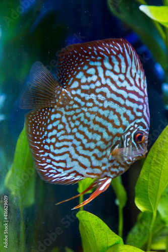 Freshwater tropical discus, Mosaic Turquoise Discus.