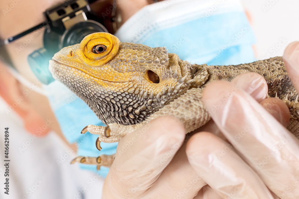 Lizard doctor online near me