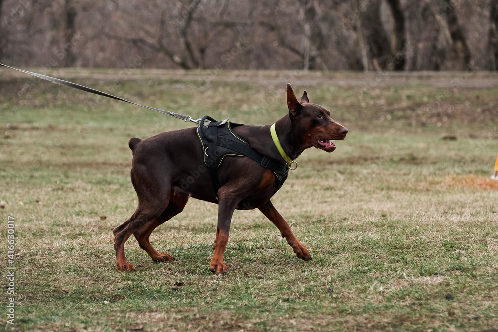 Training for protection of service dogs. Beautiful young brown Doberman with cropped ears and tail stands on leash in harness and prepares to attack. Training for protection of service dogs. Beautiful young brown Doberman with cropped ears and tail stands on leash in harness and prepares to attack.