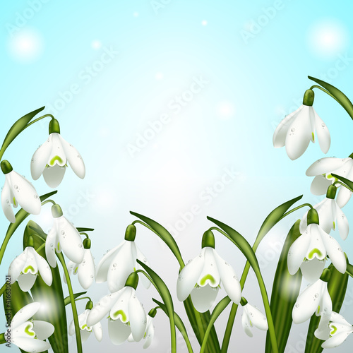 Many snowdrops with water drops on them against the background of the sky