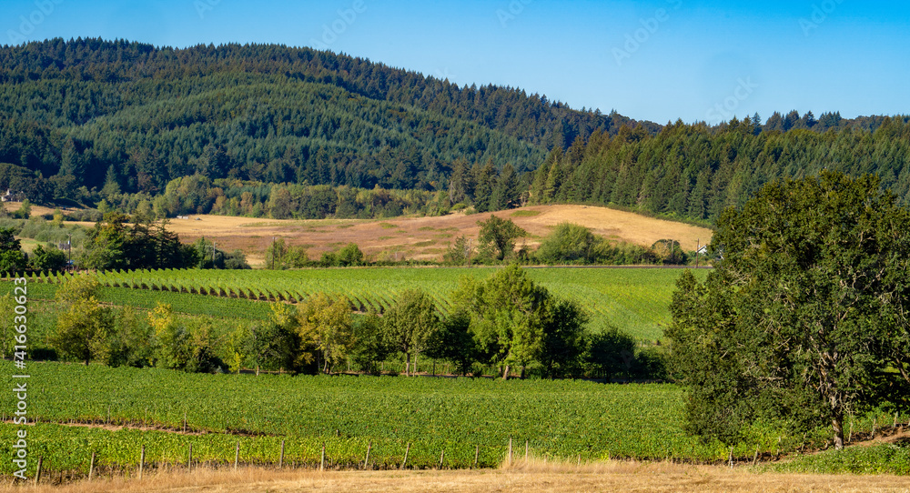 A vineyard in the rolling hells near Salem Oregon
