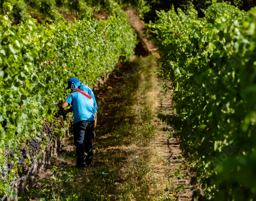 Farm workers pruning vines in a vineyard near Salem, Oregon