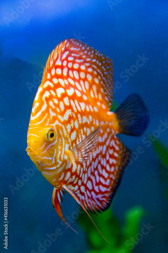 Freshwater tropical discus, Checkerboard Pigeon Discus.