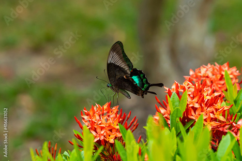 Incredibly beautiful day tropical butterfly Papilio maackii pollinates flowers. Black-green butterfly drinks nectar from flowers.