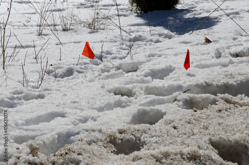 Orange marker flags in snow marking wires underground