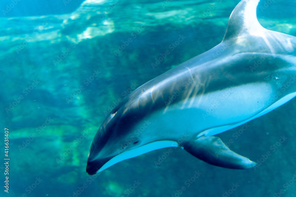 dolphin in the sea dolphin in the sea
