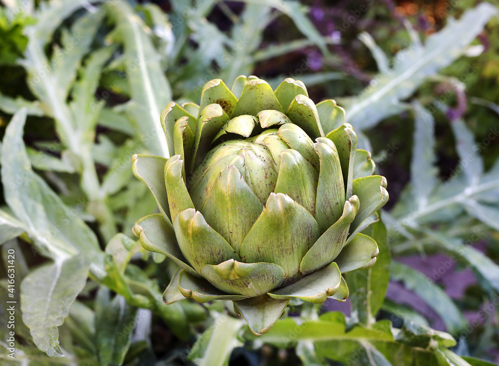 Obraz premium growing artichokes