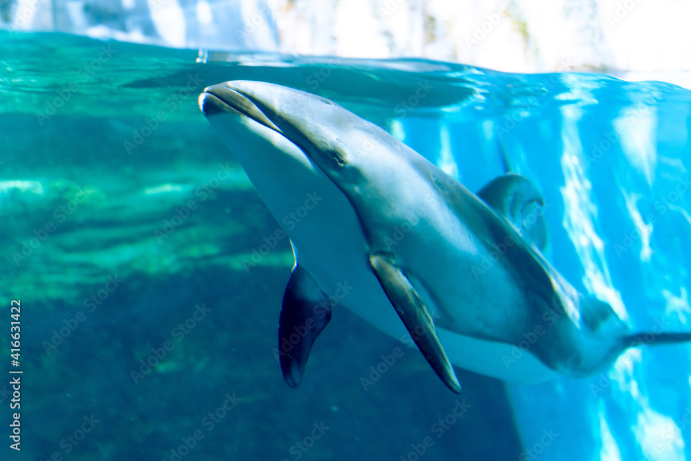 Obraz premium dolphin in water