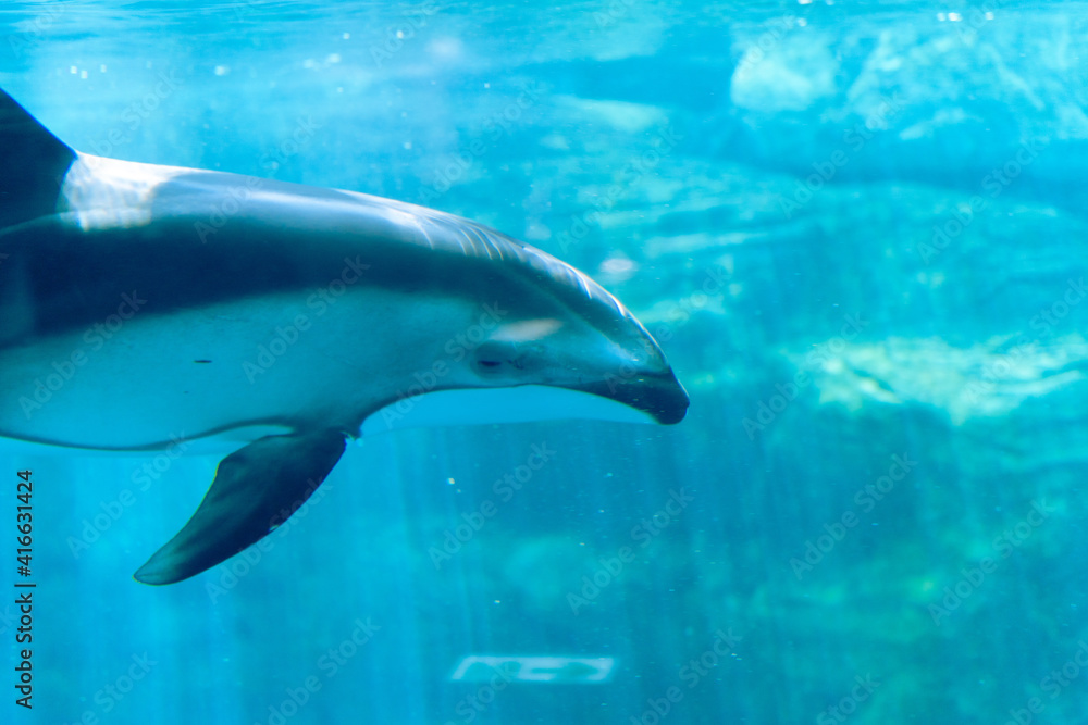 dolphin in the water dolphin in the water