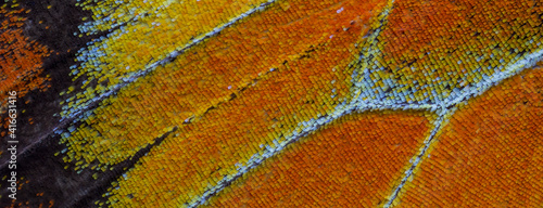 Close-up patterns of butterfly wings showing the tiny overlapping scales.