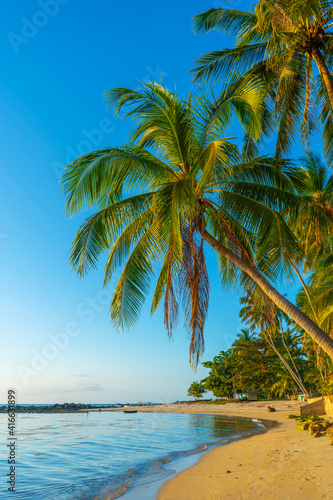 Coastline with sandy beach and palm trees on a tropical island © Kate