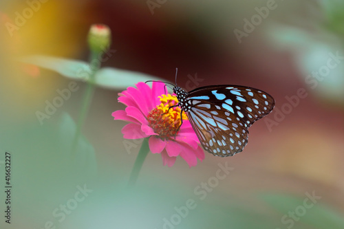 Butterfly Blue Tiger or Tirumala limniace on pink Zinnia flower with green brown blurred bokeh background