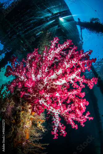 Soft Coral on jetty