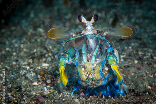 Mantis Shrimp photo