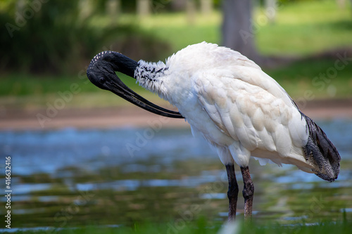 An Australian Ibis plucking its feathers with its beak  photo