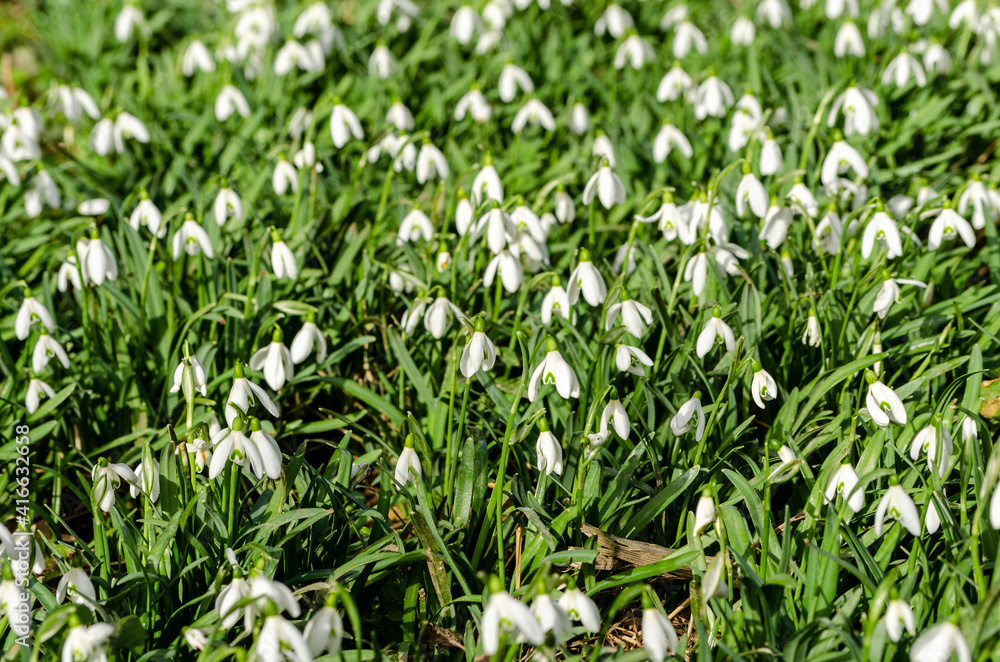 Champ de Perce-neige, Galanthus nivalis au printemps