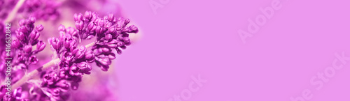 Defocused image of lilac flowers. Nature, spring concept. Botanical background, horizontal view.
