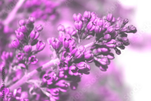 Defocused image of lilac flowers. Nature, spring concept. Botanical background, horizontal view. 