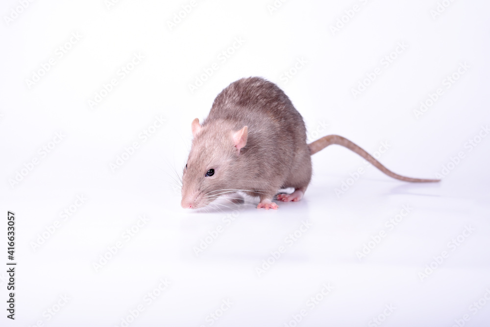 Brown wild breed rat on a white background in the studio Brown wild breed rat on a white background in the studio