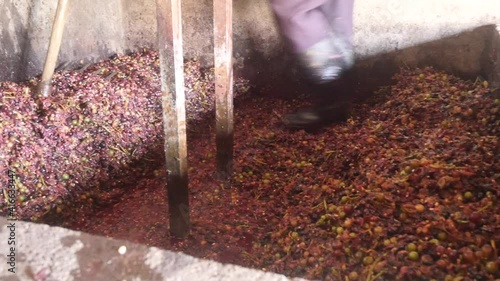 Man crushing grapes at traditional winepress 04
