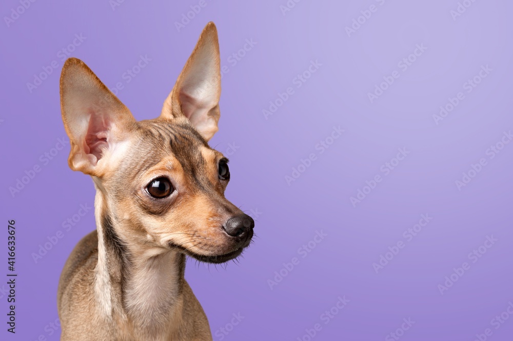 Dog. Dog.