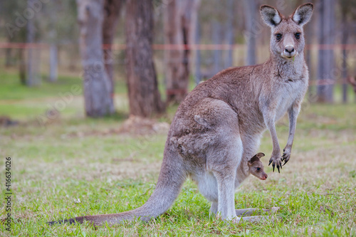 Grazing Kangaroo in Australia