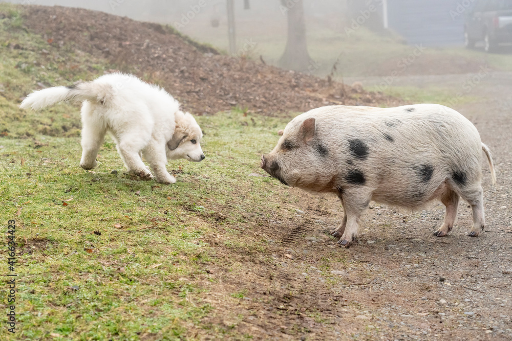 Fototapeta premium Issaquah, Washington State, USA. Ten week old Great Pyrenees puppy greeting a mini pig in the barnyard. 