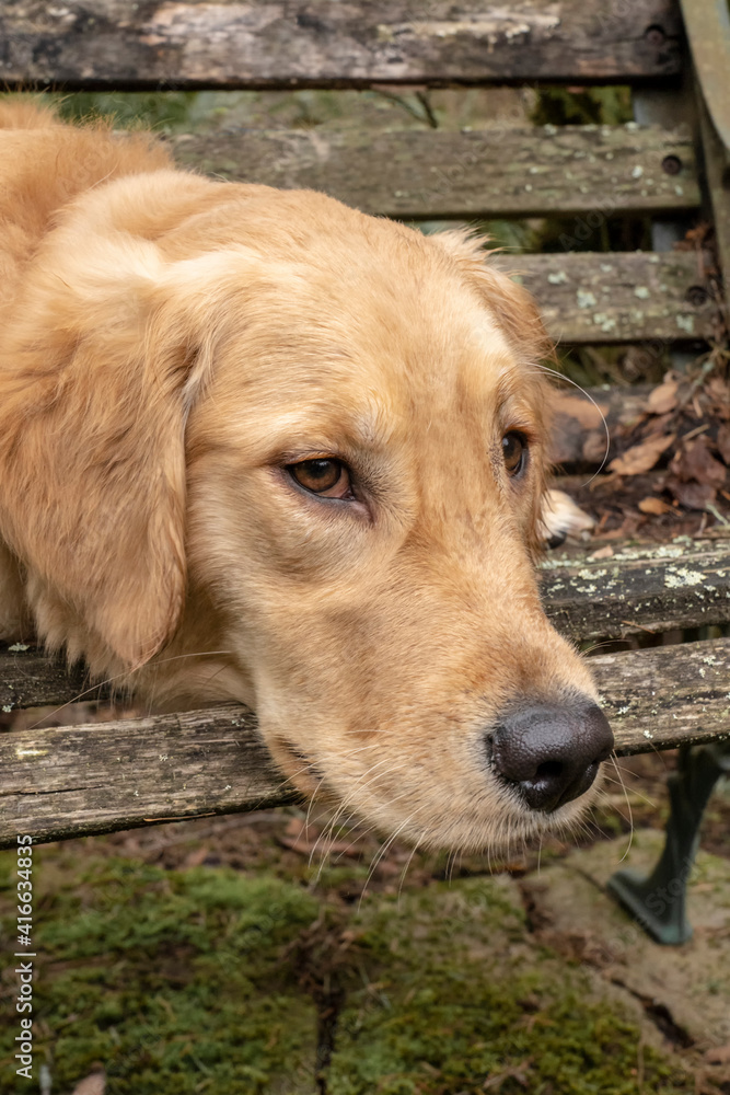 Obraz premium Issaquah, Washington State, USA. Nine month old Golden Retriever. 