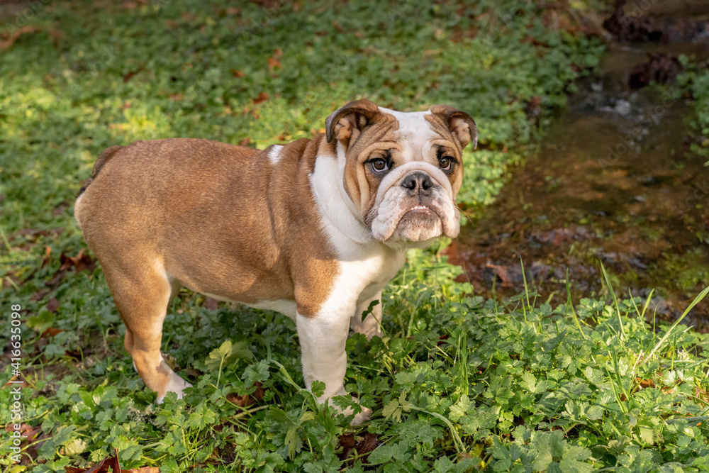 Issaquah, Washington State, USA. Six month old English Bulldog posing next to a small stream on creeping buttercup wildflowers. 