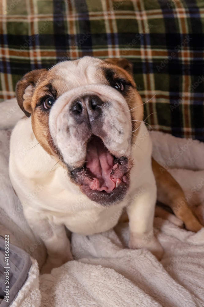 Issaquah, Washington State, USA. Sleepy six month old English Bulldog yawning on her sofa. 