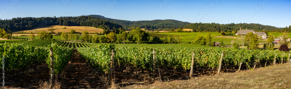 A panoramic view of a vineyard and winery in the rolling hells near Salem Oregon
