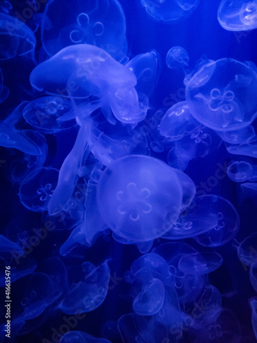 Multiple Jellyfish in a tank © Jose