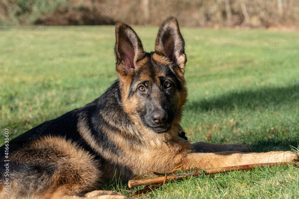 Issaquah, Washington State, USA. Four month old German Shepherd puppy resting in the grass after playtime, with his stick beside him. Issaquah, Washington State, USA. Four month old German Shepherd puppy resting in the grass after playtime, with his stick beside him.