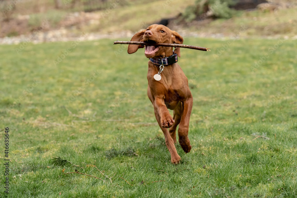 Issaquah, Washington State, USA. Five month old Vizsla puppy with a stick in her mouth, running in his yard. 