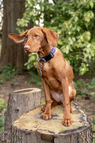 Issaquah, Washington State, USA. Five month old Vizsla puppy sitting in her yard atop a tree stump. 