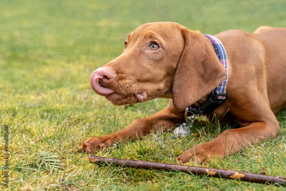 Issaquah, Washington State, USA. Five month old Vizsla puppy lying in the grass with her stick. 