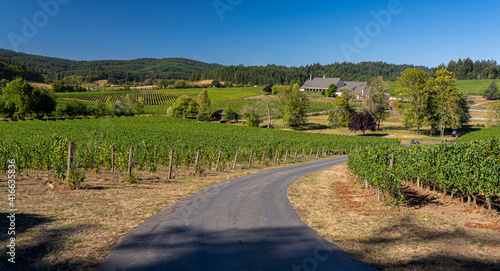 A curving road meandering through a vineyard in the rolling hells near Salem Oregon
