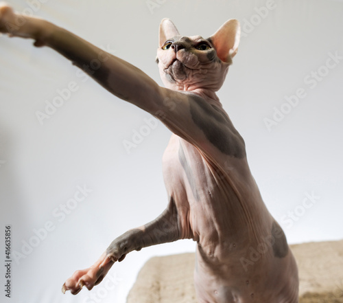 Εκτύπωση καμβά A hairless sphinx cat takes a swing at a toy
