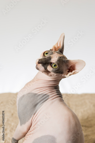 A hairless sphinx cat poses for a portrait 