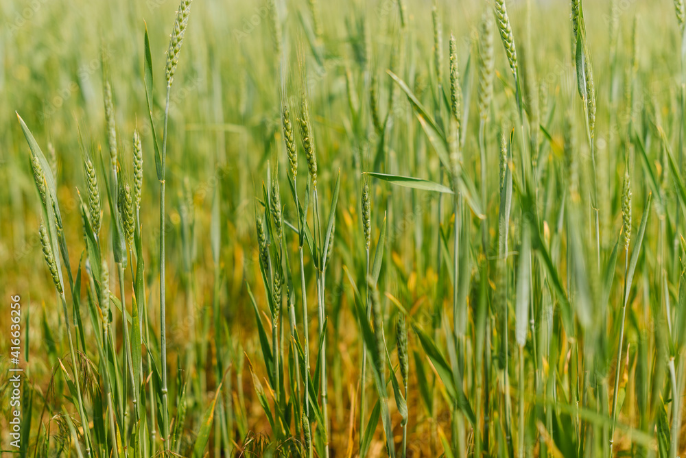 green spikelets of wheat in field