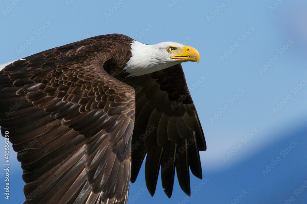 Obraz premium Bald Eagle Flight