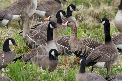 Greater White-fronted Geese and Cackling Canada Geese